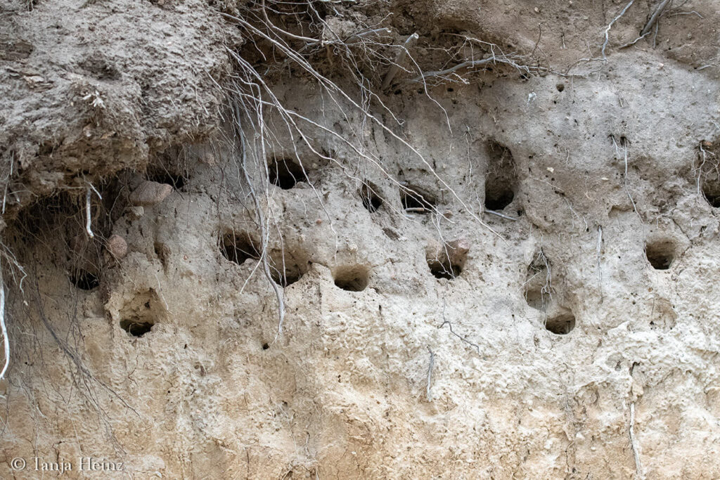breeding caves