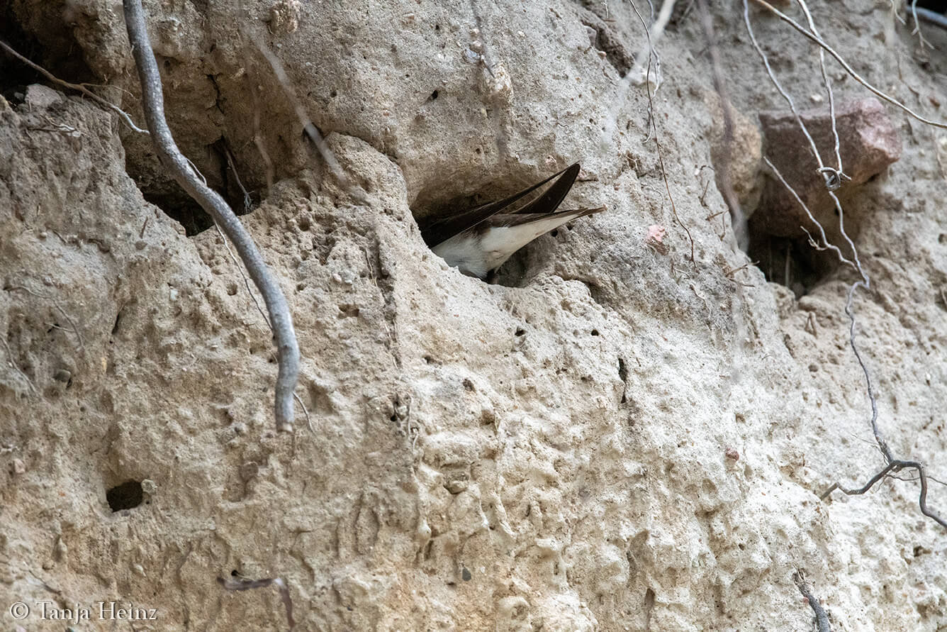 Uferschwalbe vor Bruthöhle
