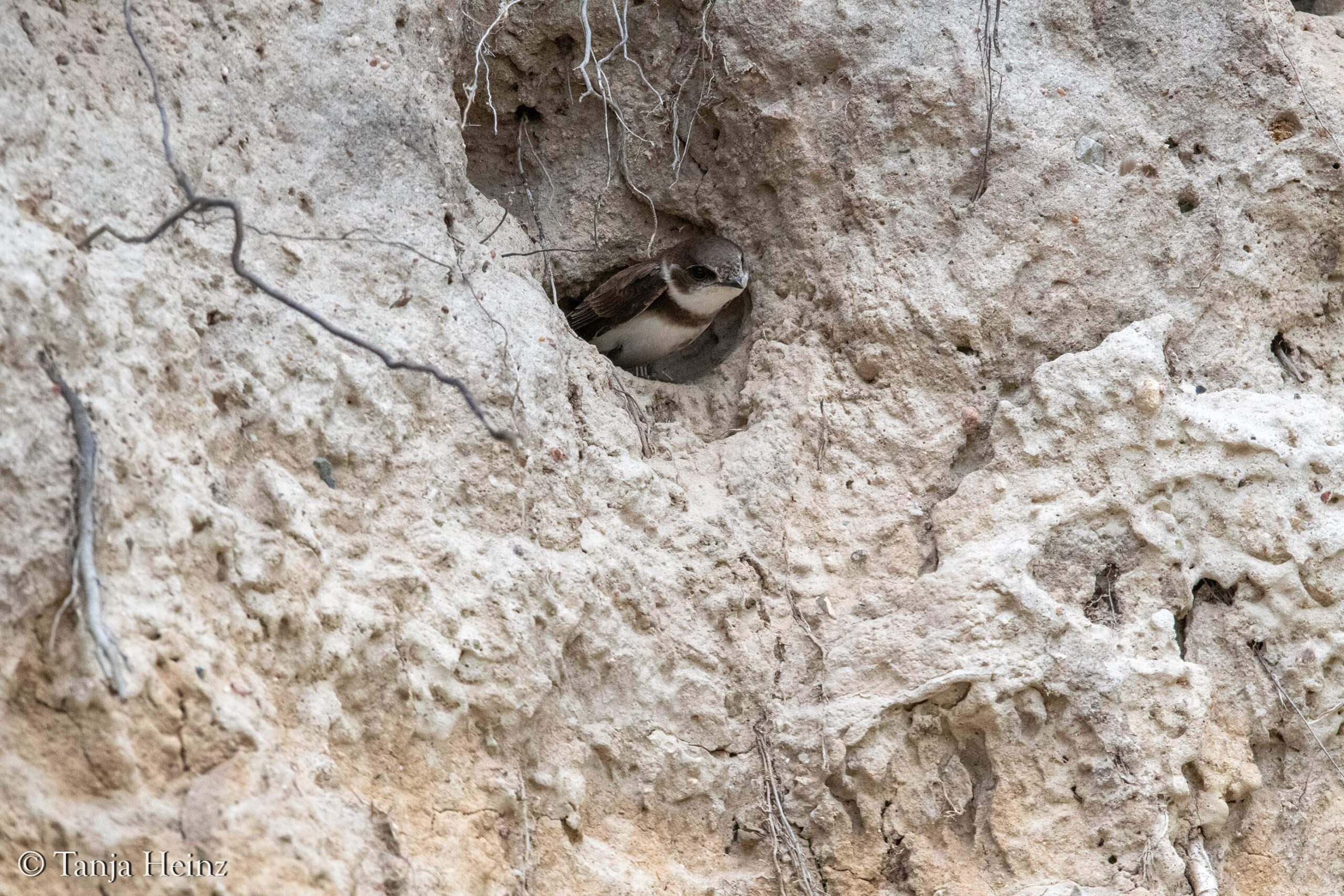 Uferschwalbe vor Bruthöhle