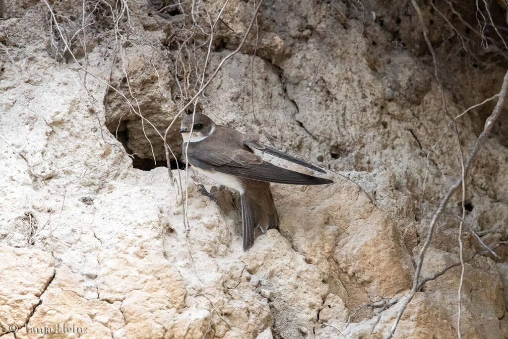 sand martin in its breeding cave