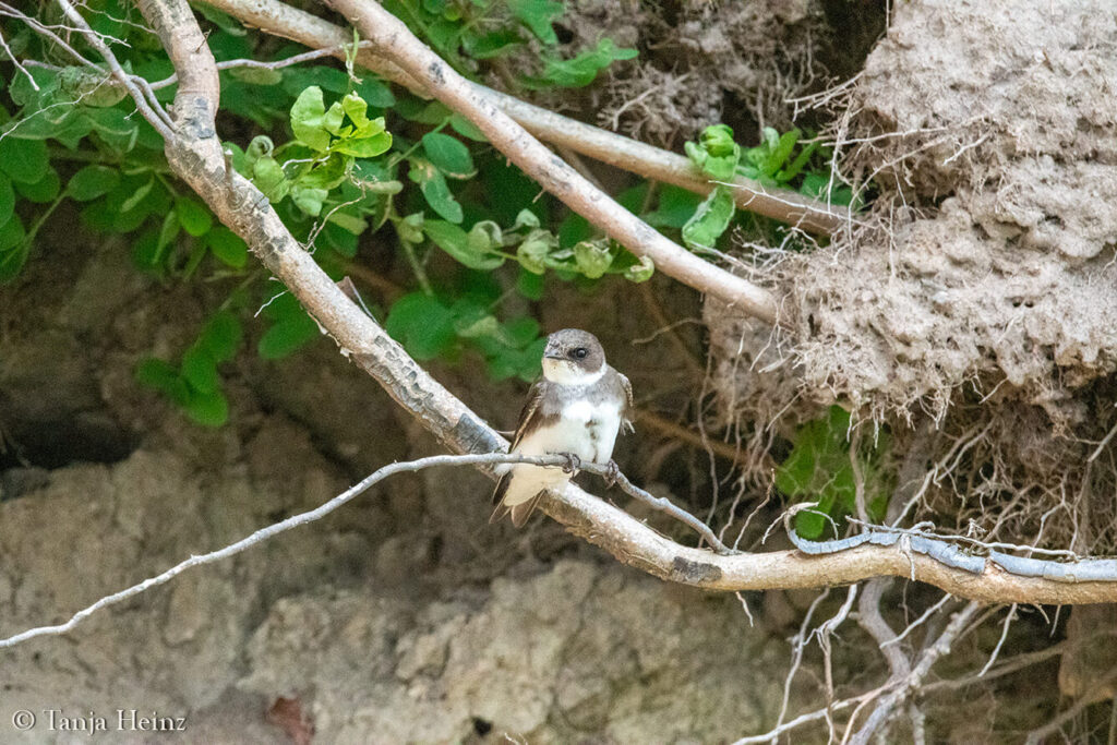 sand martins on the island of Poel