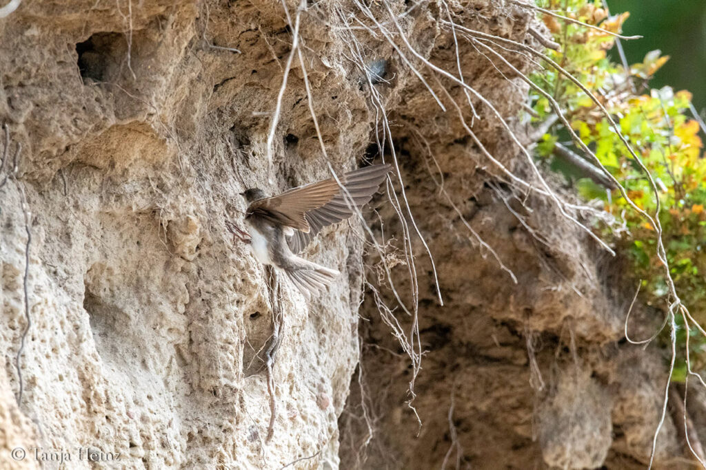 sand martins on the island of Poel