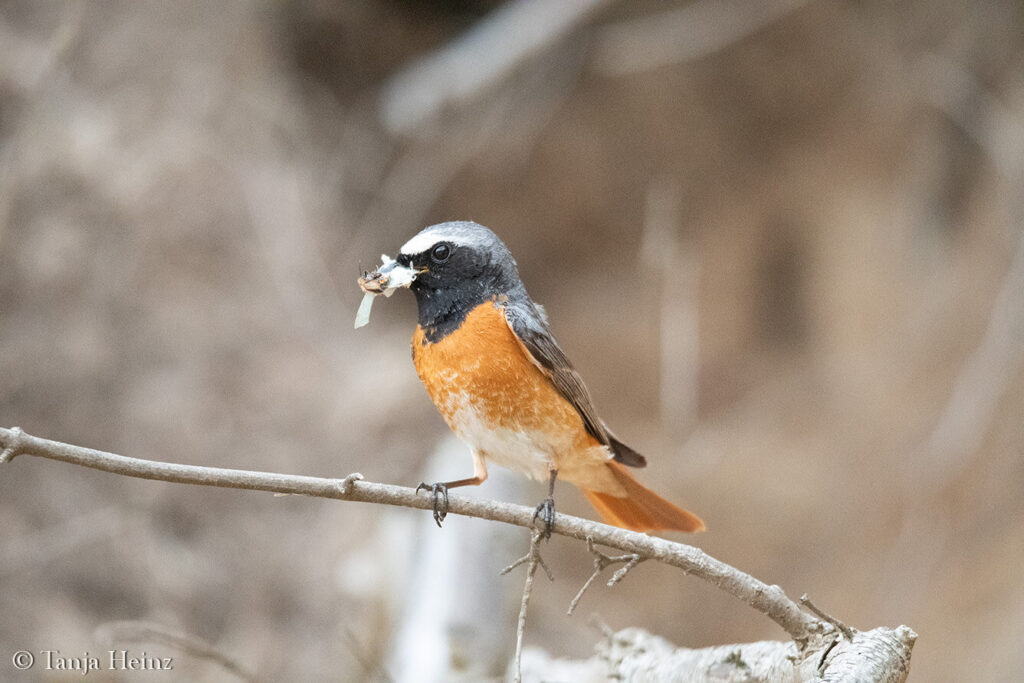 male common redstart