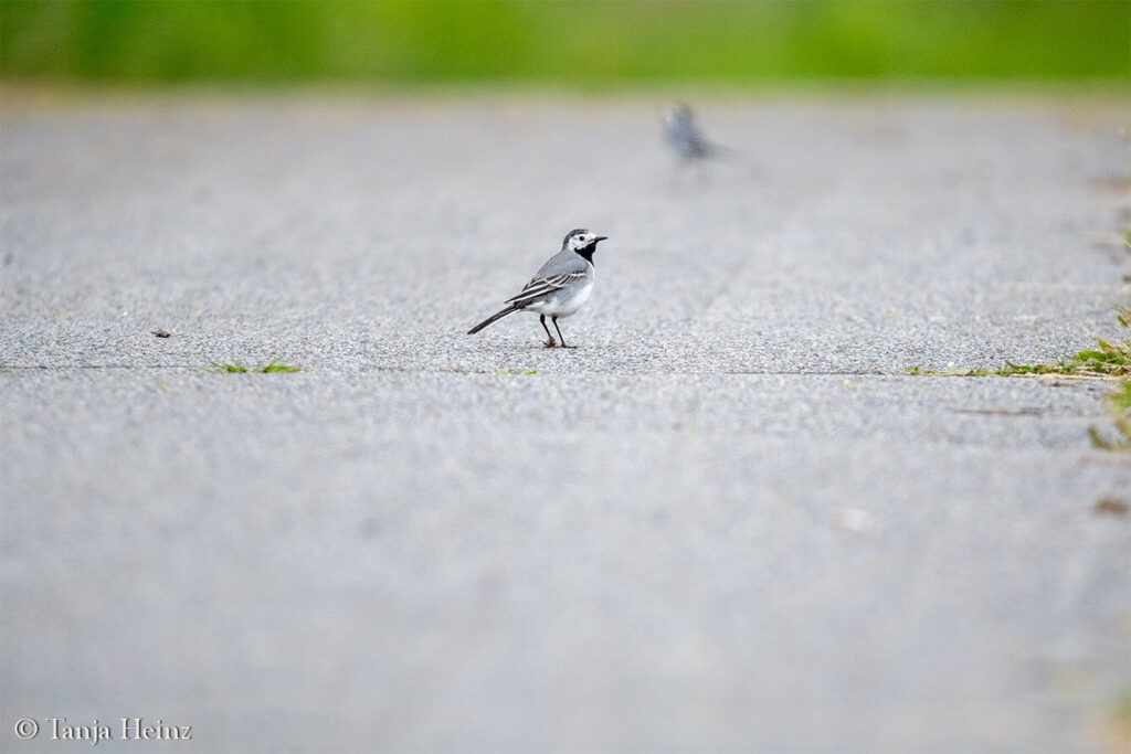 white wagtail