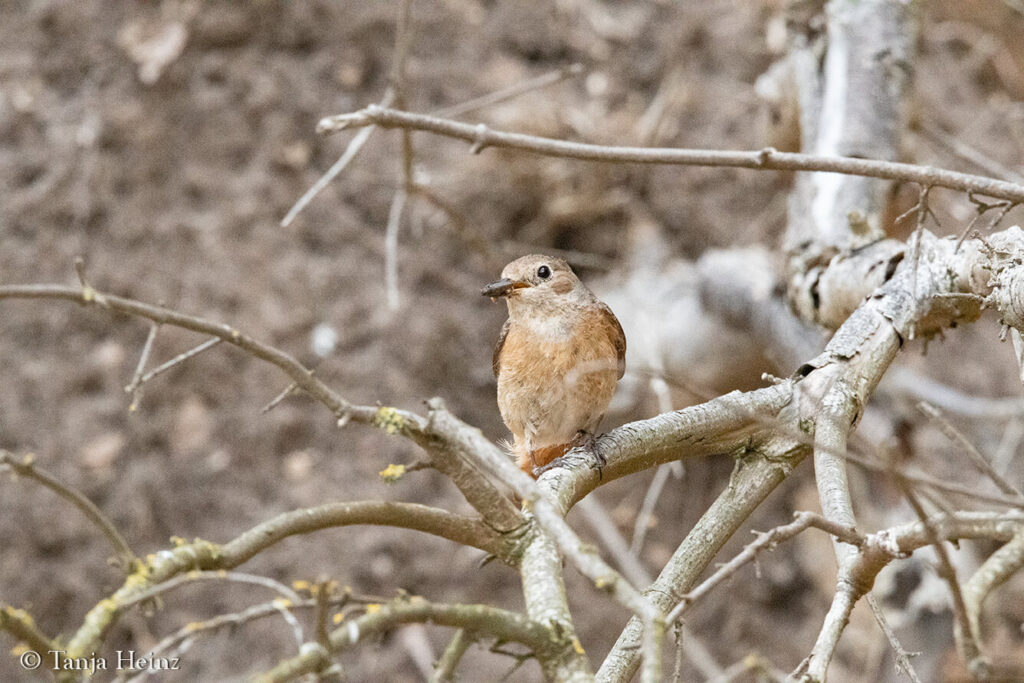 female common redstart