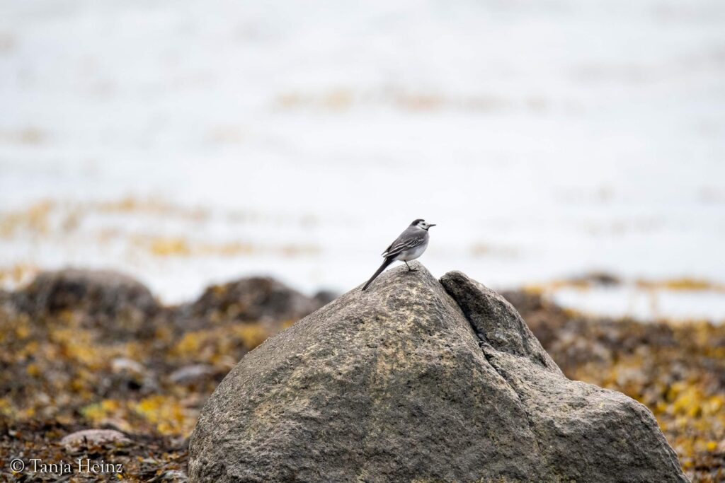 white wagtail