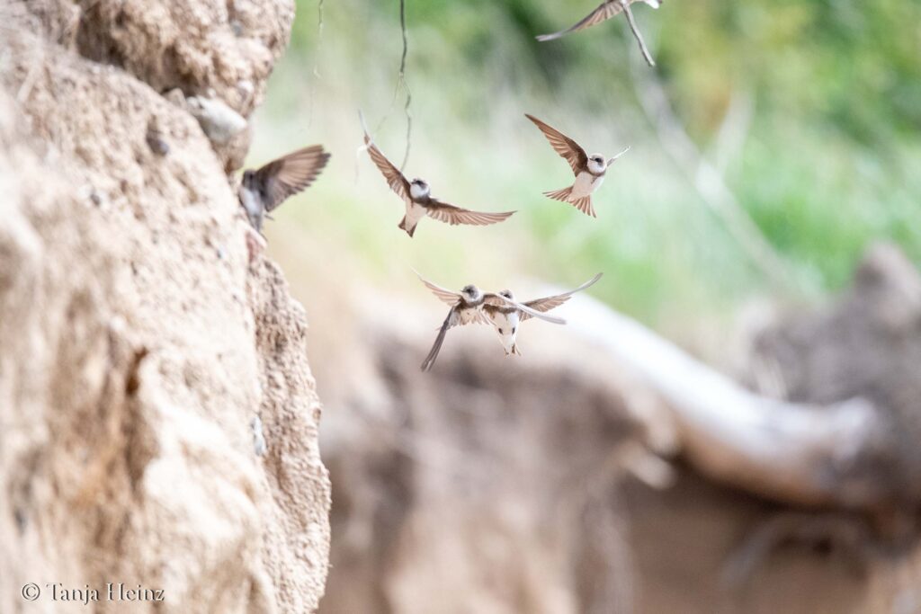 sand martins on the island of Poel