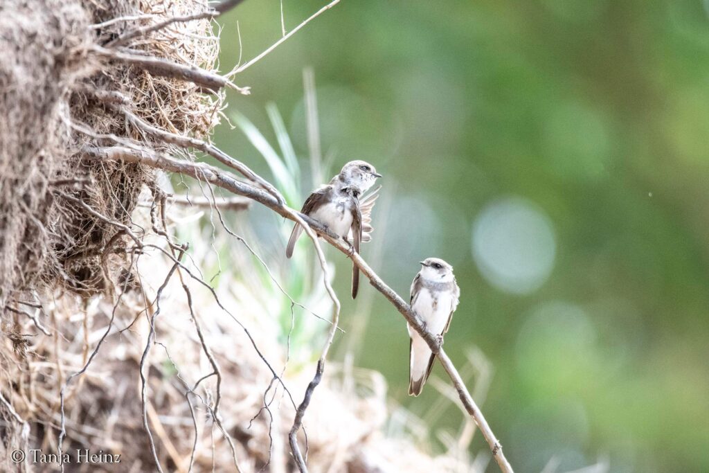 sand martins on the island of Poel