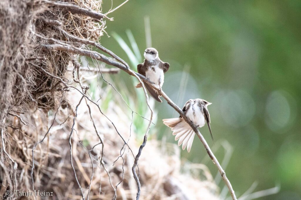 sand martins on the island of Poel