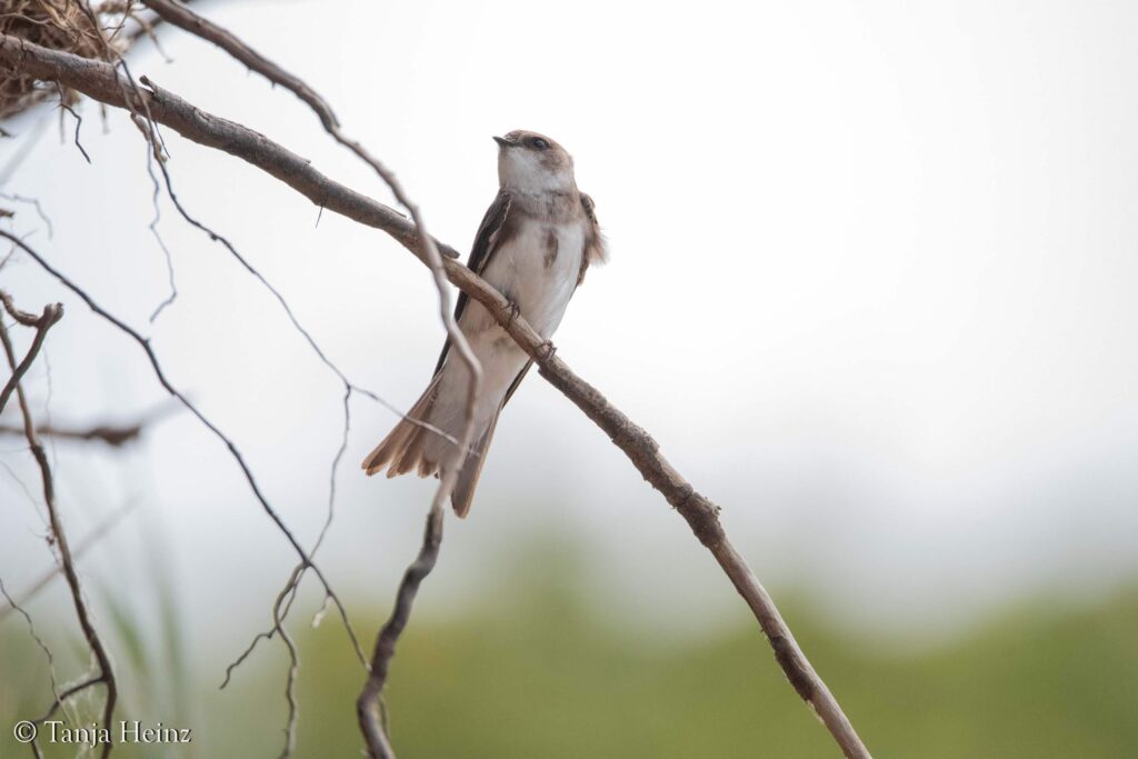 sand martins on the island of Poel
