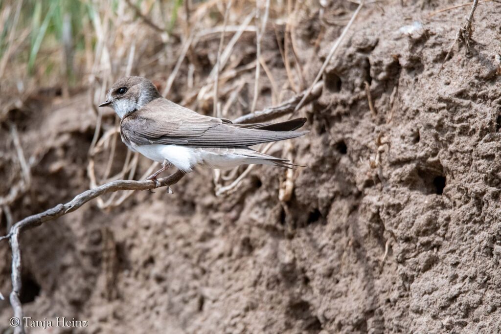 sand martins on the island of Poel