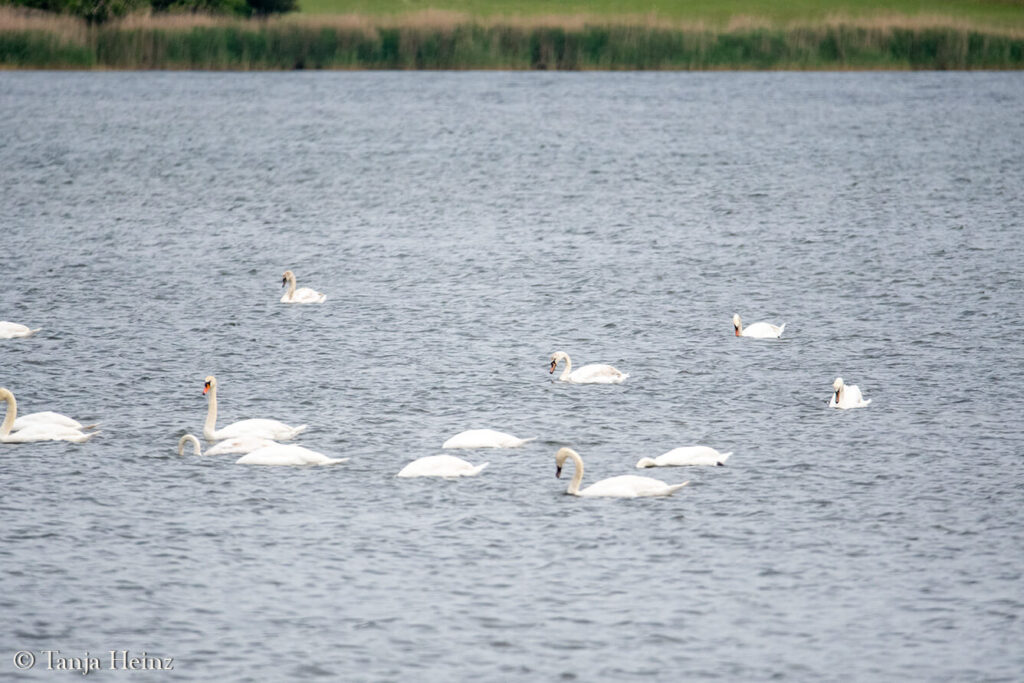 mute swans