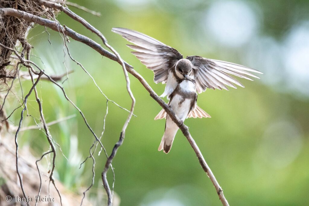 sand martins on the island of Poel