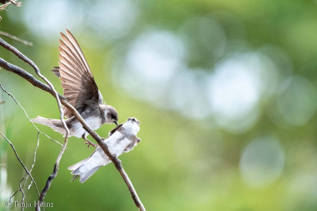 sand martins on the island of Poel