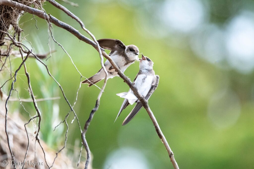 sand martins on the island of Poel