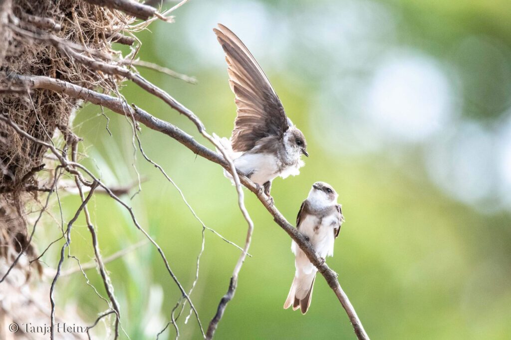 sand martins on the island of Poel