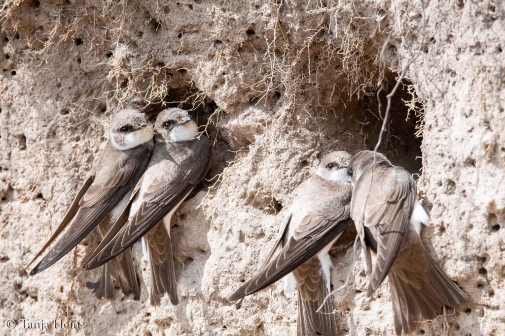 sand martins on the island of Poel