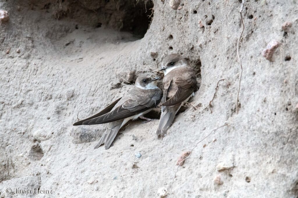 sand martins in front of their breeding caves