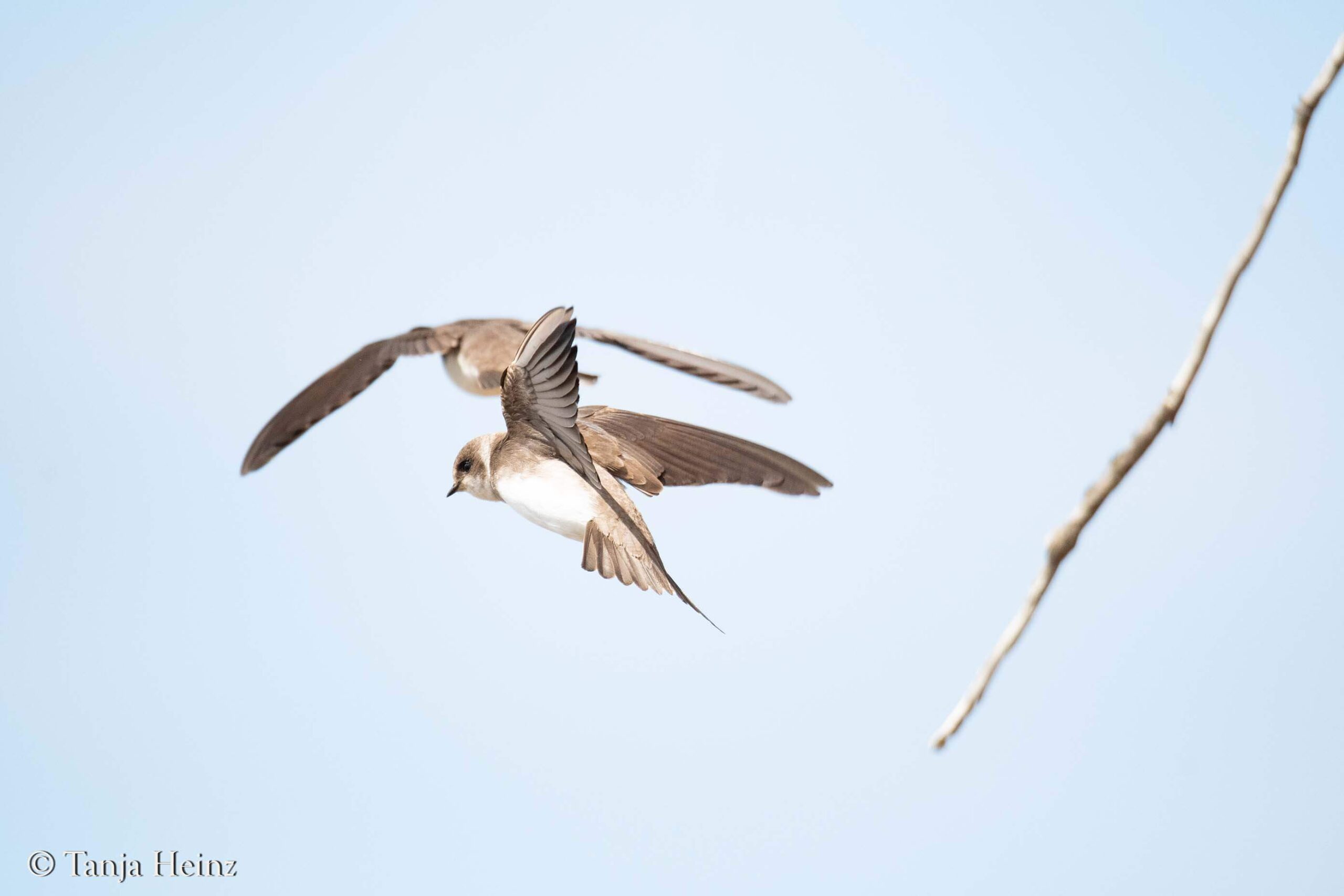 Vögel fliegen