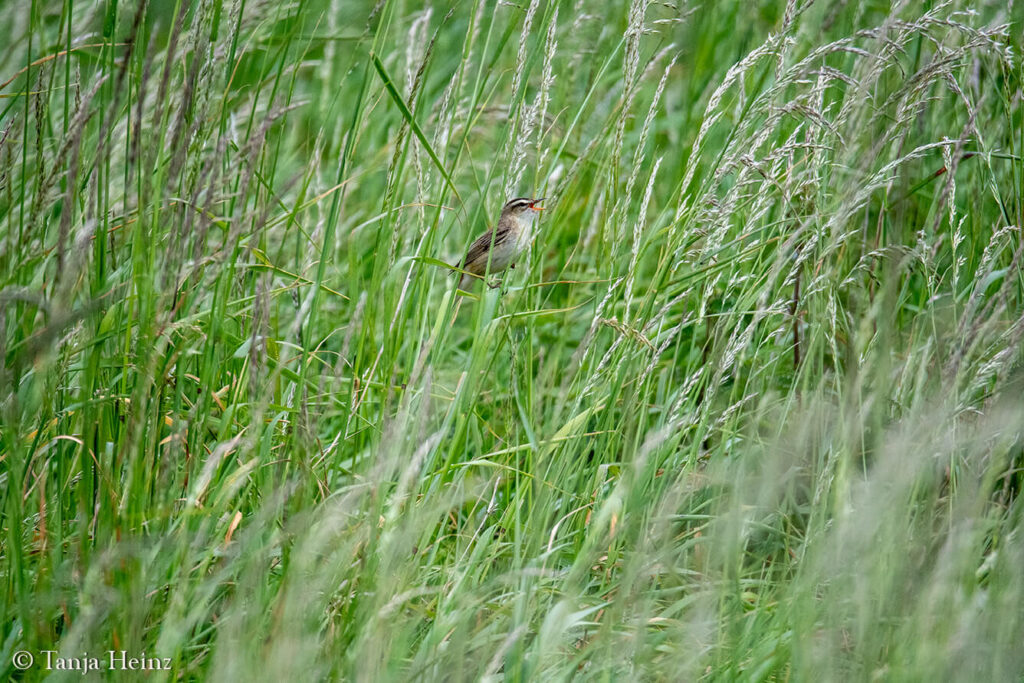 sedge warbler