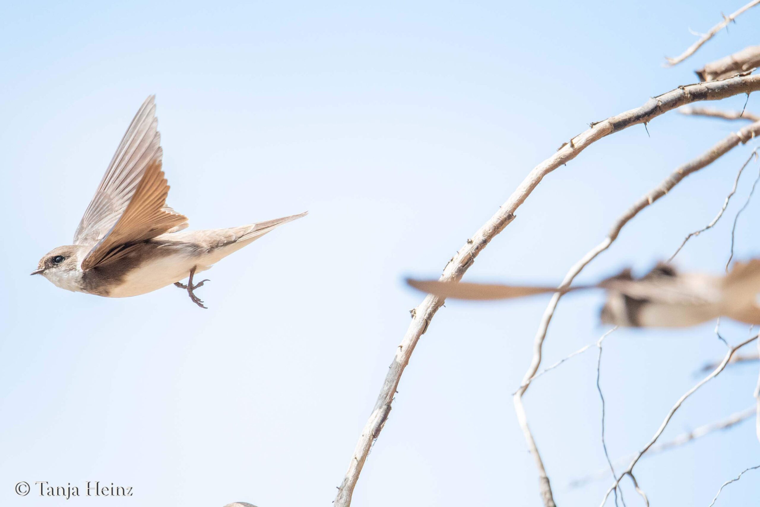 Vögel fliegen