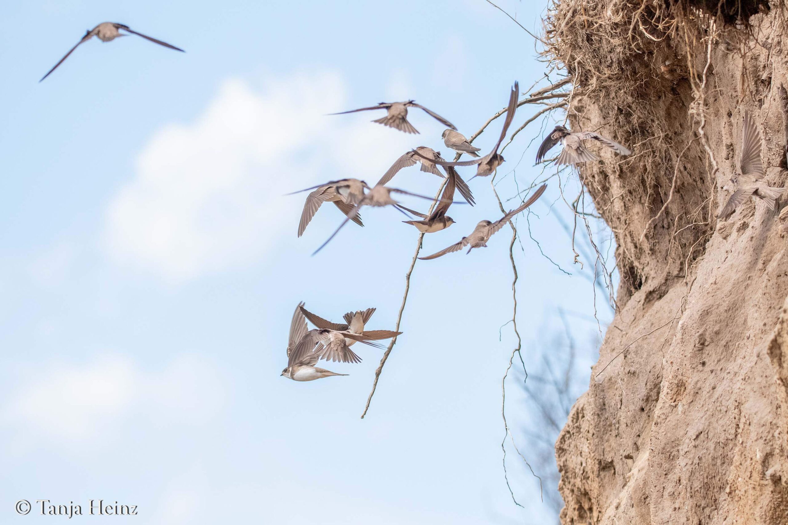 Vögel fliegen