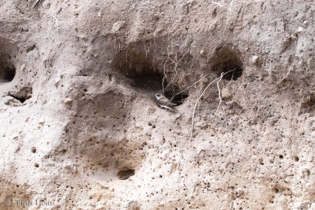 sand martins on the island of Poel