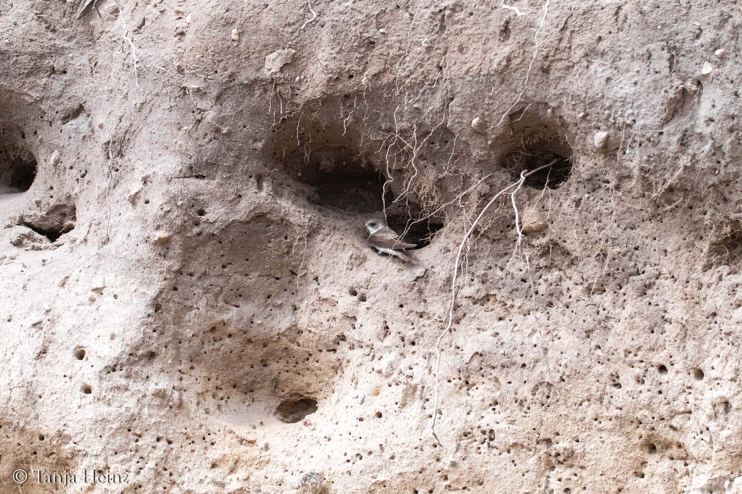 Uferschwalben auf der Insel Poel