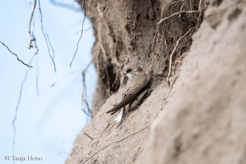 sand martins on the island of Poel