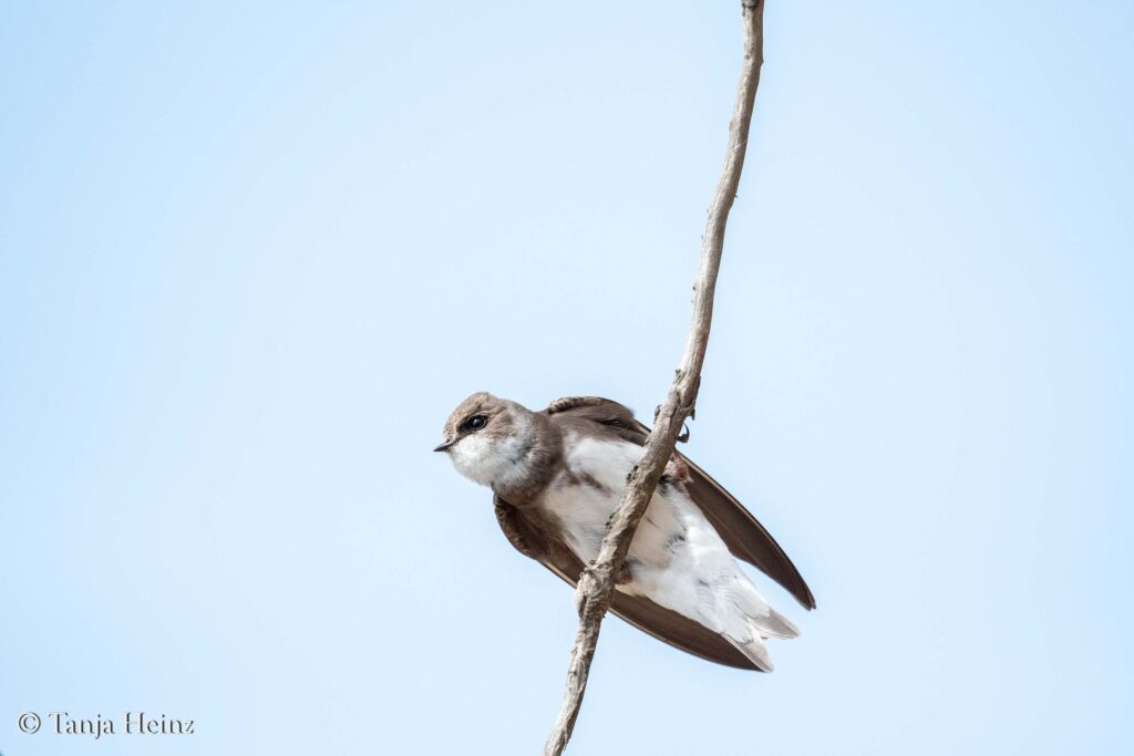 sand martins