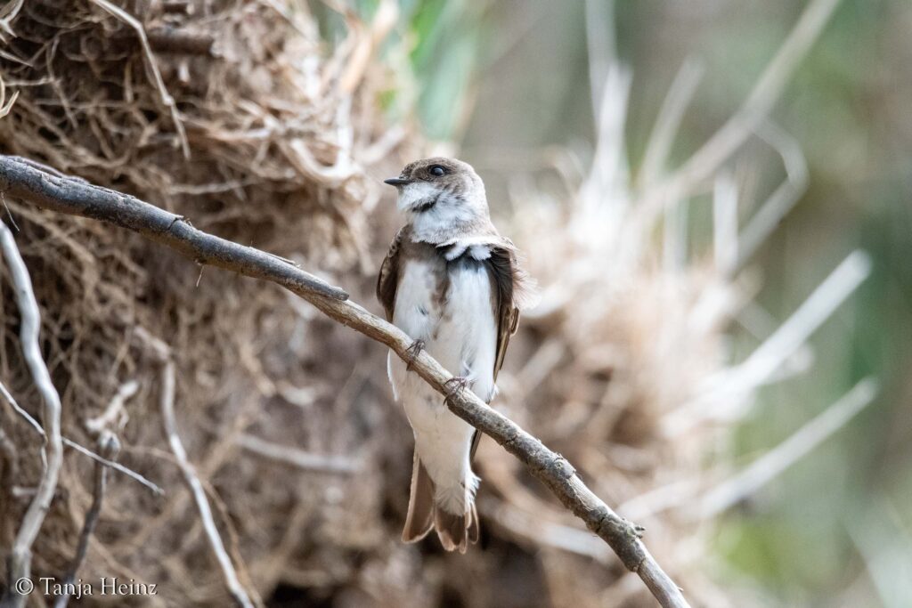 sand martin