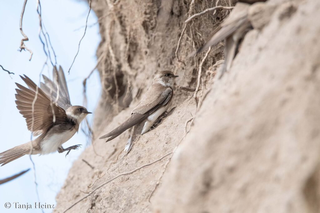 sand martins on the island of Poel