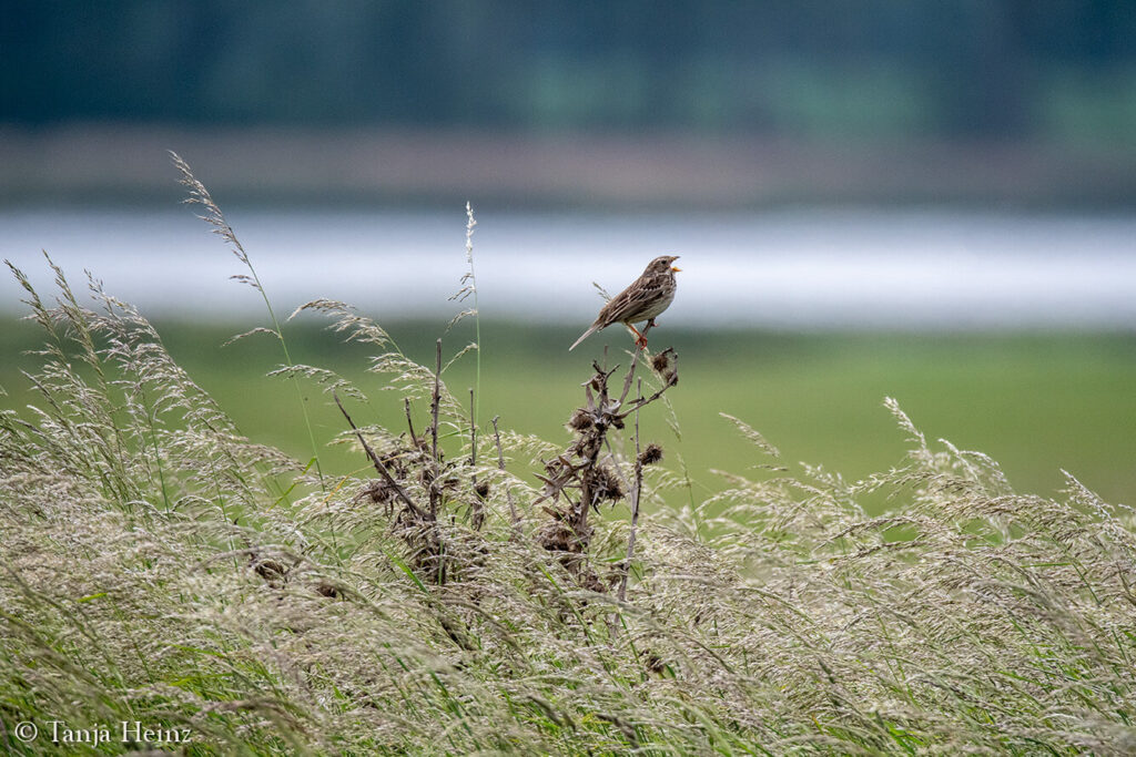 corn bunting
