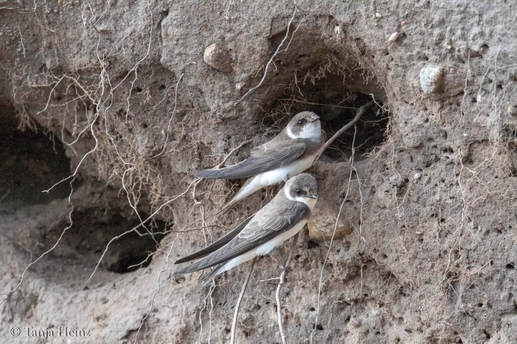 sand martins on the island of Poel
