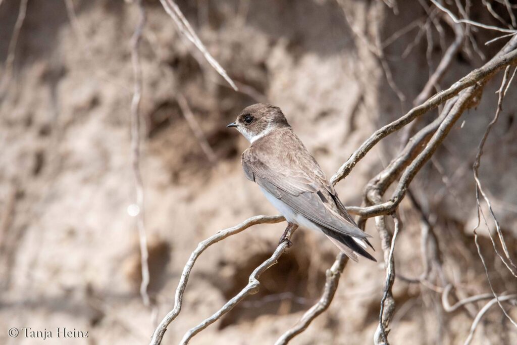 sand martin