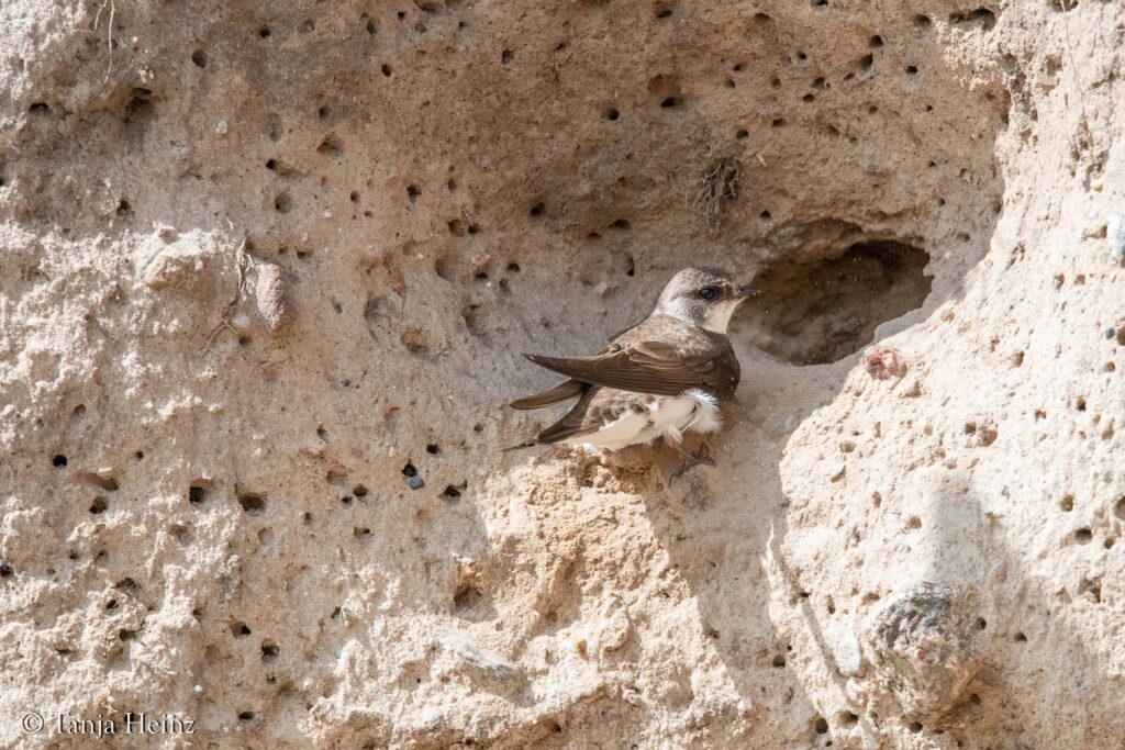 sand martin