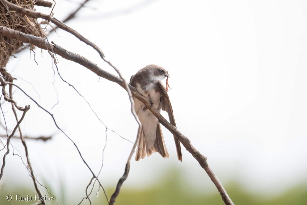 sand martin