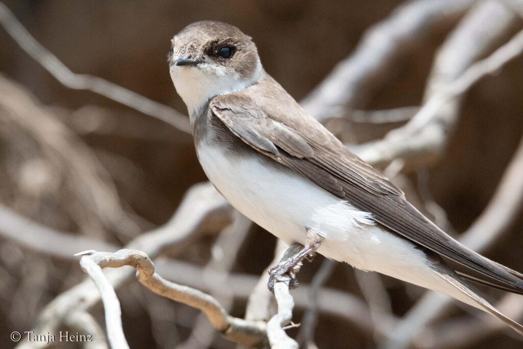 sand martins on the island of Poel