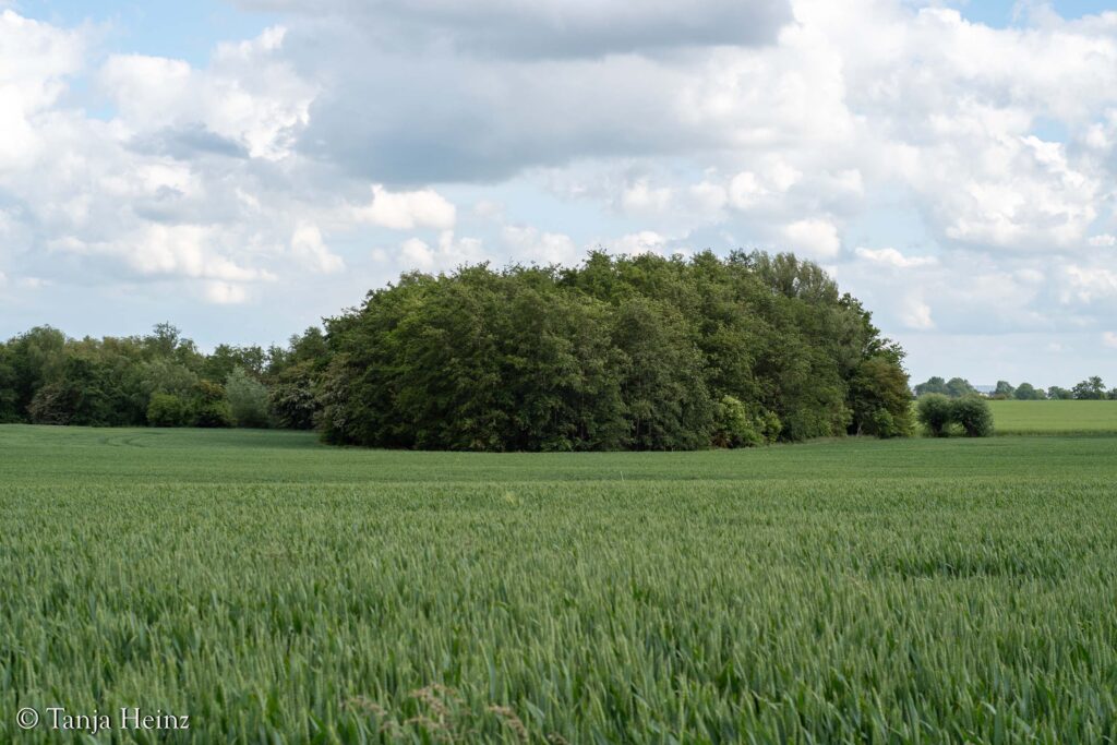 Island of Poel
