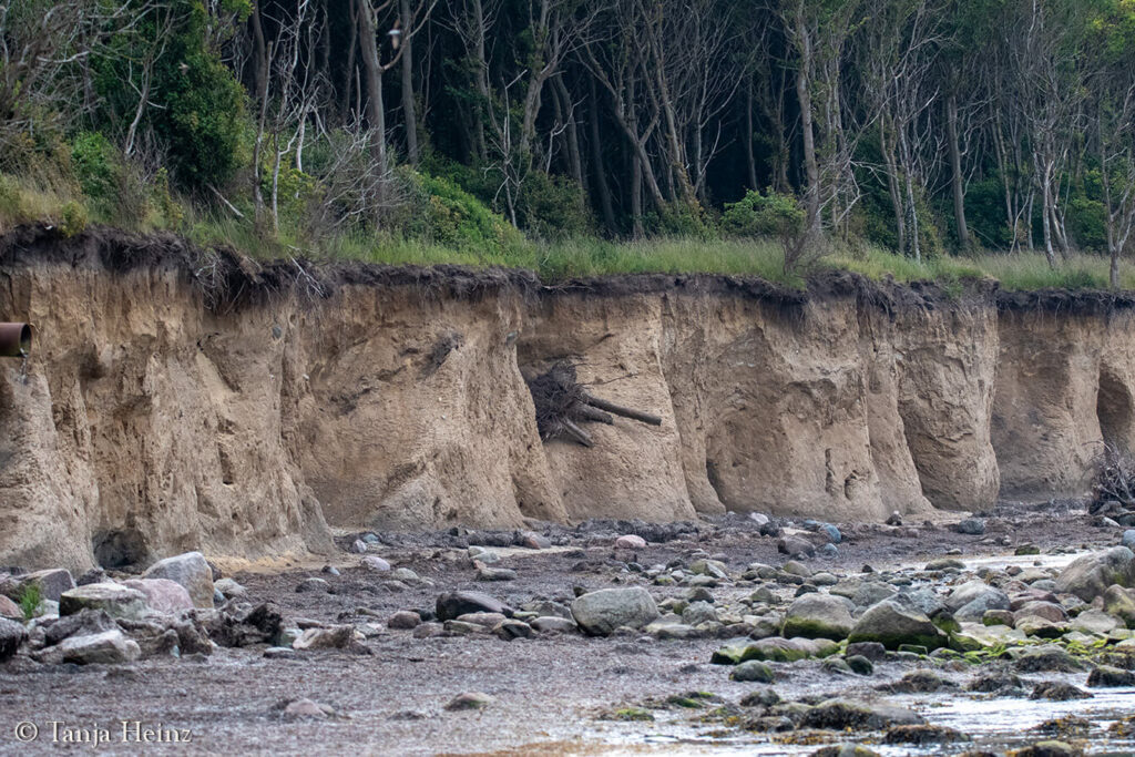 Cliff on the island of Poel