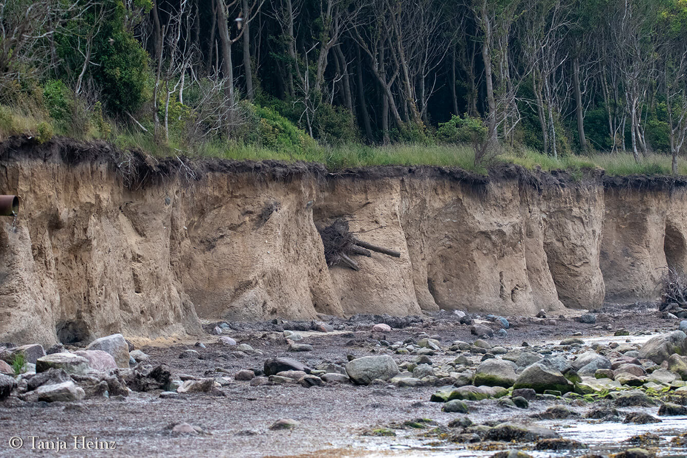 Steilküste auf der Insel Poel