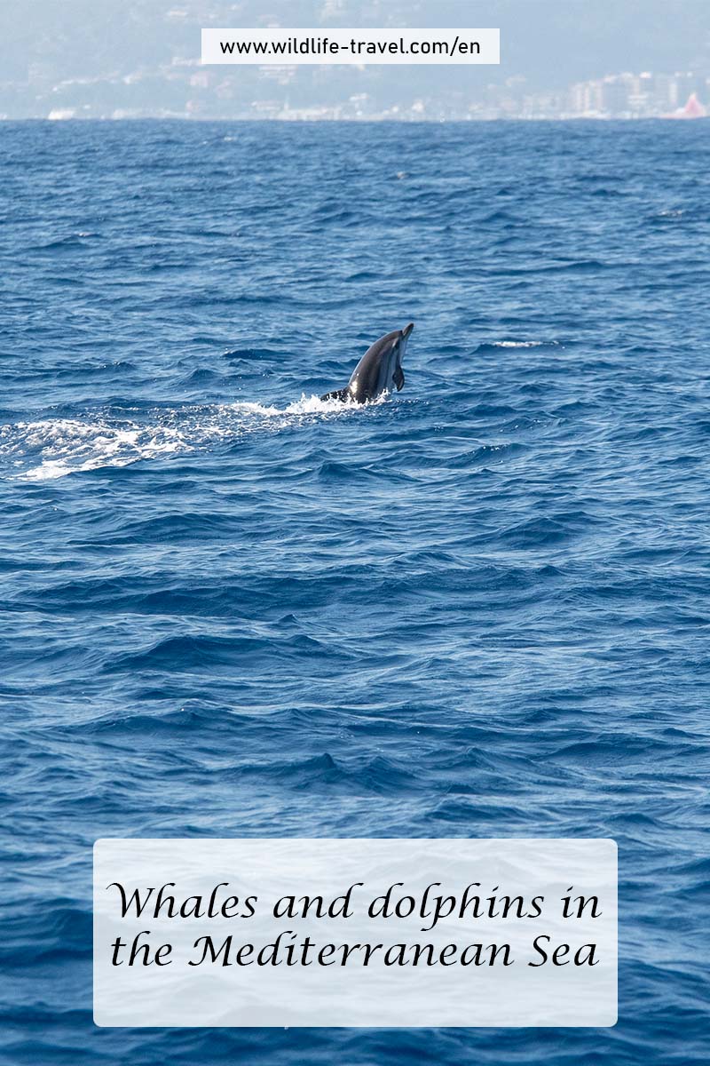 whales and dolphins in the Mediterranean Sea