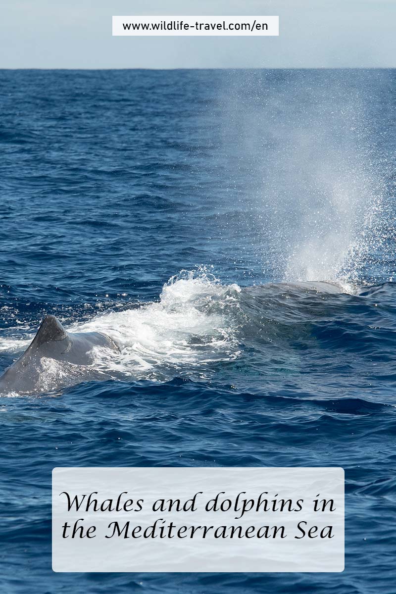 whales and dolphins in the Mediterranean Sea