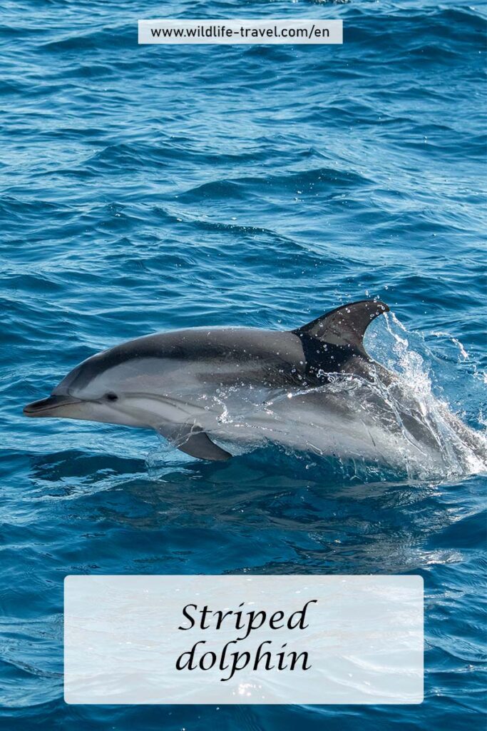 fin whales off the coasts of Spain
