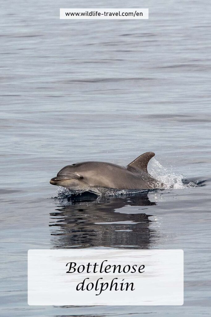 fin whales off the coasts of Spain