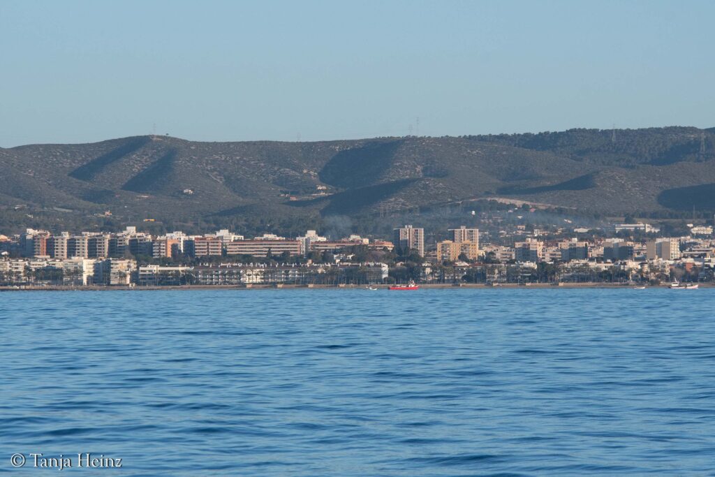 fin whales off the coasts of Spain