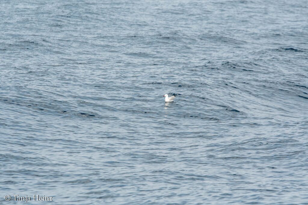 gulls in the Mediterranean Sea
