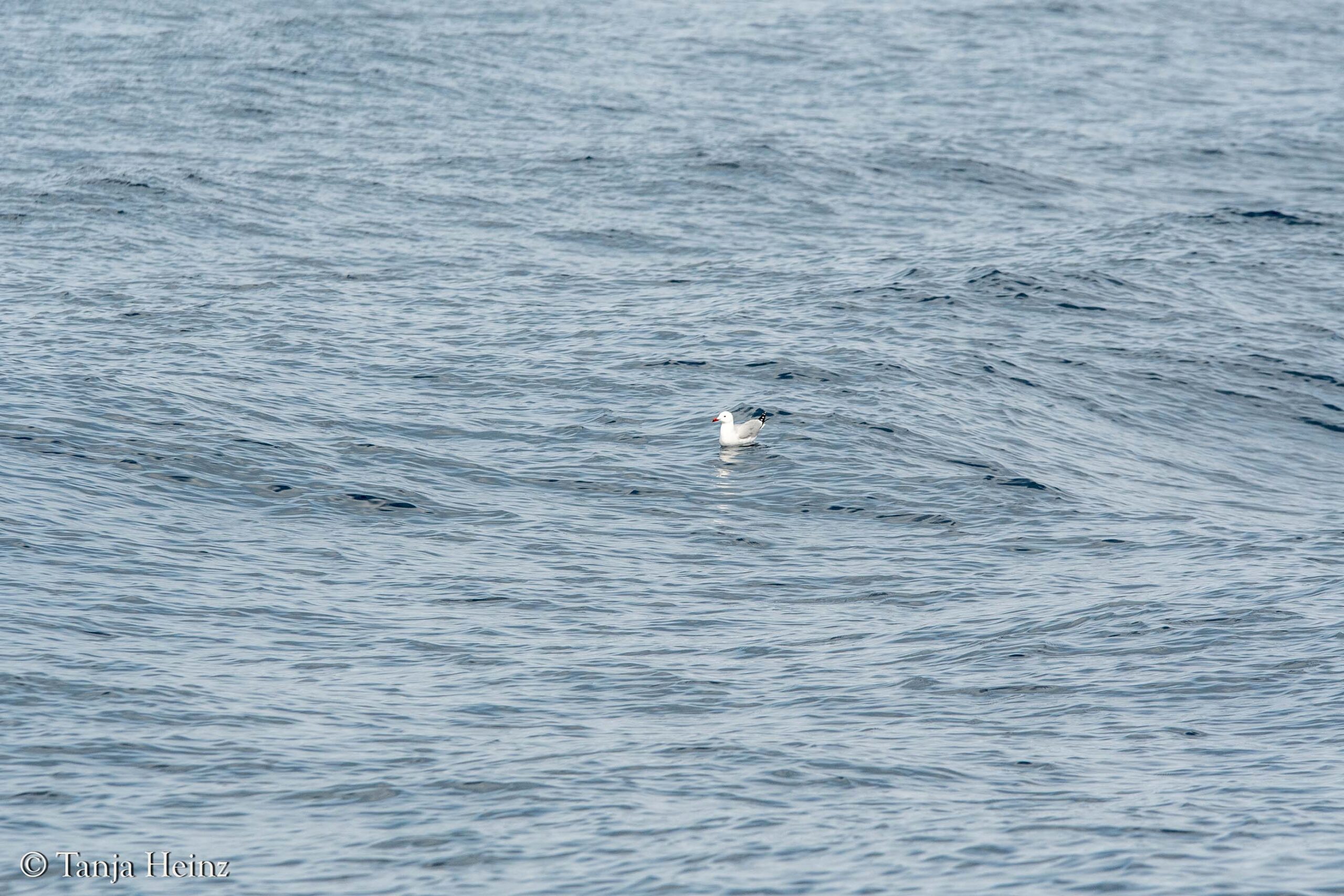 Korallenmöwe im Mittelmeer