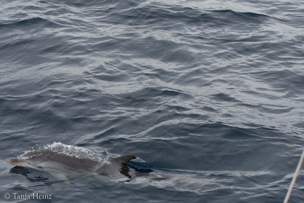 striped dolphin