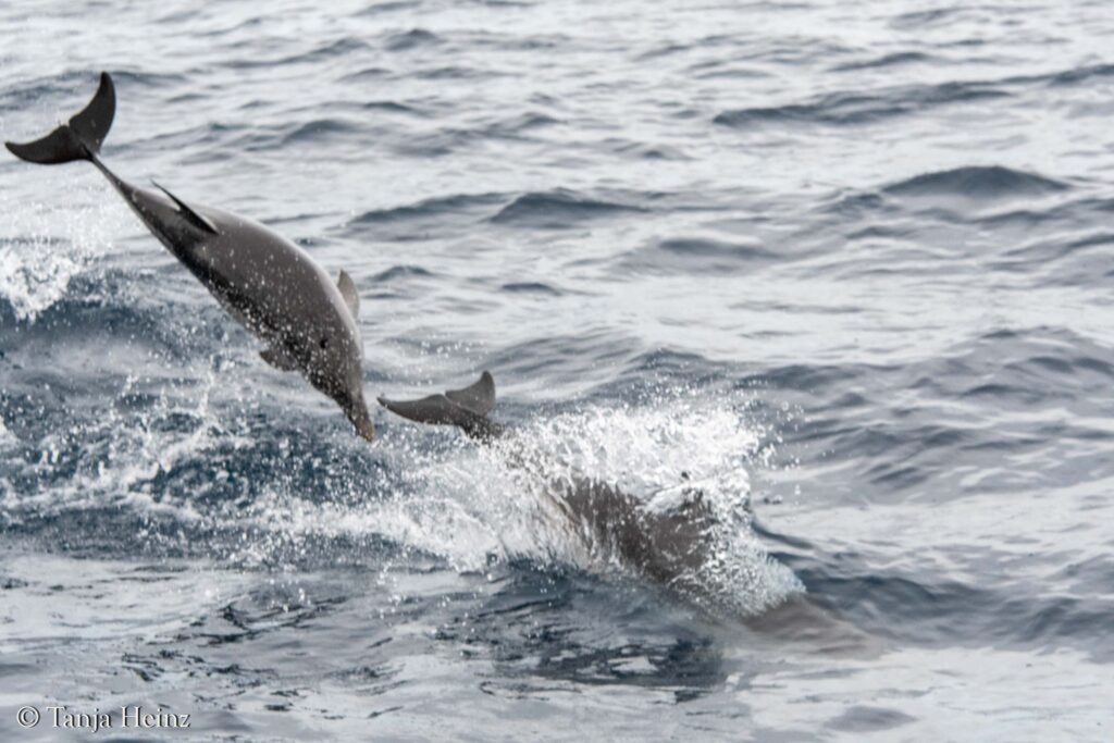striped dolphins in the Mediterranean Sea